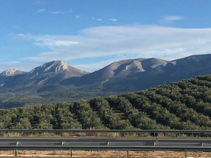 Olives from high altitude